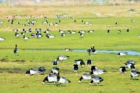 Auf der grünen Wiese